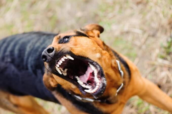 狂犬病ウイルスが突然変異、ゾンビウイルス化して感染爆発の可能性!! リアル「バイオハザード」を学者が危惧!(最新研究)の画像1