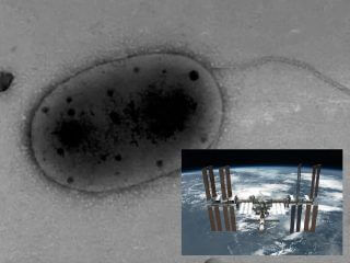 【戦慄】ISSで“未知の細菌”が発見される！ 低重力に絶え、細胞分裂を促進… 彼らは「地球に行く」のを待っている！
