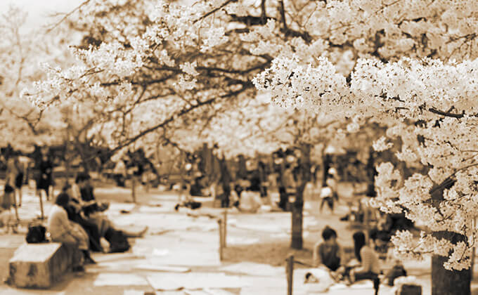 満開の夜桜の下で繰り広げられる乱交SEX…！ 東日本に実在した「オトナの花見」、常軌を逸した性の無礼講実態を取材！の画像1