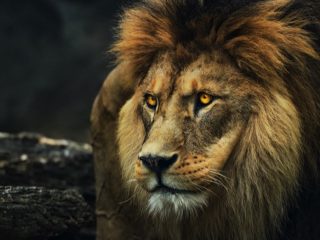 「人食いライオンの国」タンザニアのライオン事情を亜留間次郎が徹底解説！ ライオンから見た人間は食べやすい餌だった!?