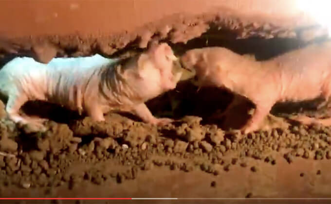 「空気からヒトのDNAを採取」画期的な研究成果発表! 棺を開けずに死人のDNA収集も… 犯罪捜査や考古学に劇的変化!の画像3