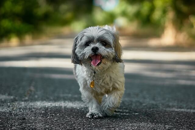 犬は「飼い主の浮気を想像して」嫉妬すると判明! 想像以上に人間的な内面、定説覆る!(最新研究)の画像2