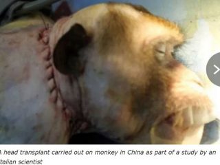 【ガチ】中国が裏で行っている本当に怖い「ハイブリッド実験6つ」倫理は全無視！ヒトとサルのハイブリッド、頭部移植…