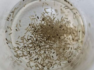 「遺伝子組み換え蚊」大量放出計画がフロリダで進行中！ バイオ企業の不気味な動き、未知のリスク… 住民「壮大な人体実験だ」