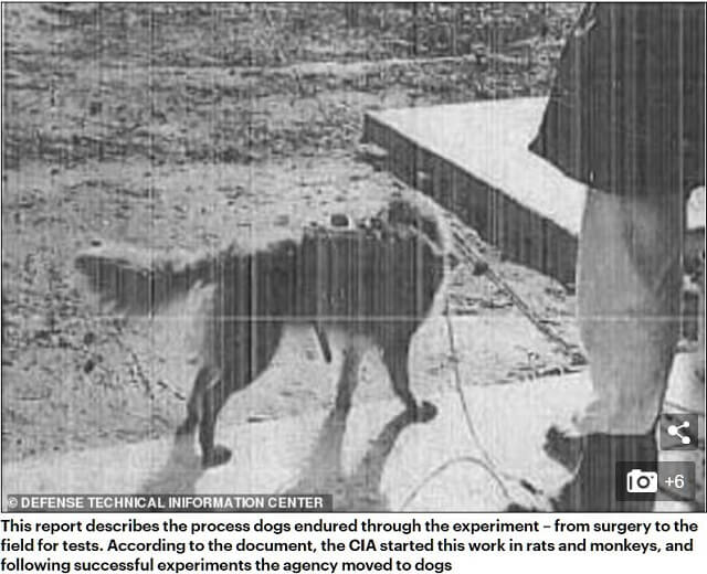 脳に電極、死ぬまで電気ショック2000回… CIA機密文書で判明した残酷すぎる「リモコン犬」計画全貌！の画像3