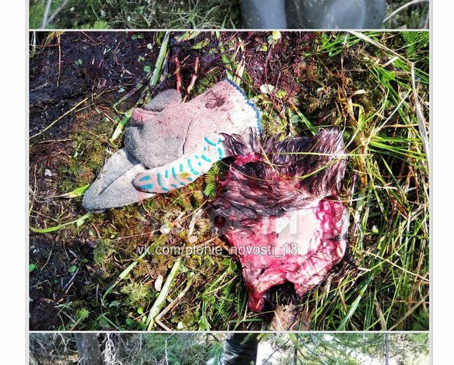 【超・閲覧注意】クマに襲撃された男の恐ろしすぎる最期!! 剥ぎ取られた頭皮が散乱、クマは人間の頭部から攻撃する!?=ロシアの画像6
