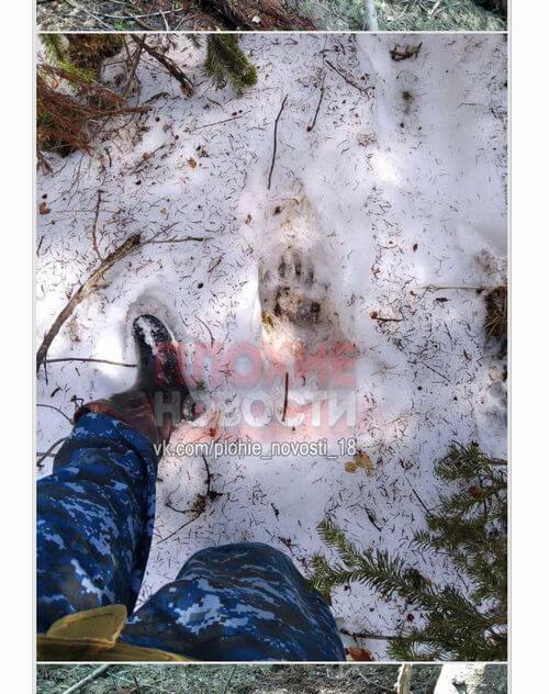 【超・閲覧注意】クマに襲撃された男の恐ろしすぎる最期!! 剥ぎ取られた頭皮が散乱、クマは人間の頭部から攻撃する!?=ロシアの画像7