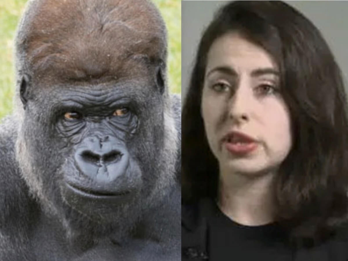 人間の女性がゴリラとセックスして子供を妊娠!? 衝撃ニュースの真相が遂に判明！