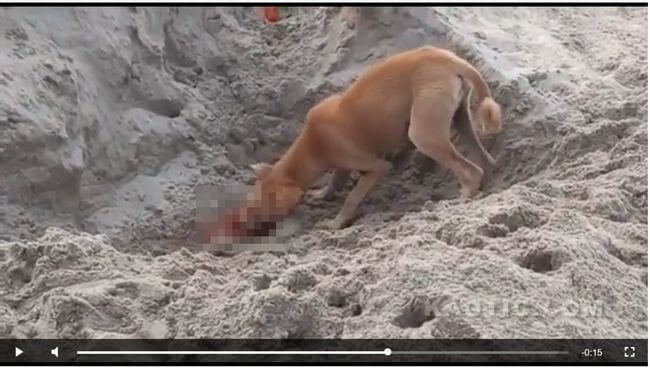 【閲覧注意】コロナ患者の遺体を掘り起こして喰らう「食人犬」が出現! 生焼けの屍肉が贅沢な御馳走となるインド、感染拡大の現実の画像1