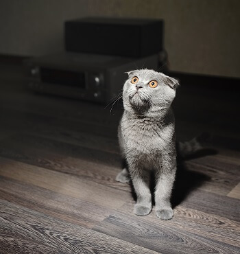 地震予知体質な人・動物の特徴とは!? ネコの〇〇が増えたら激ヤバ、パニックを恐れる政府が研究に圧力… 「疑似科学」ではない!!の画像3