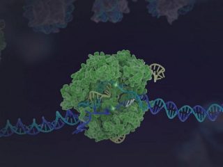 「mRNA」の注射1本で遺伝子治療が完了する時代まもなく到来へ！ 治験で衝撃的効果、ゲノム編集技術CRISPRに画期的進展