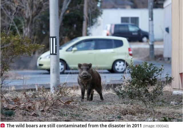 放射能でゴジラ化 の懸念はない 福島の避難区域で ハイブリッド種 が続々出現 Dna分析で衝撃の事実発覚