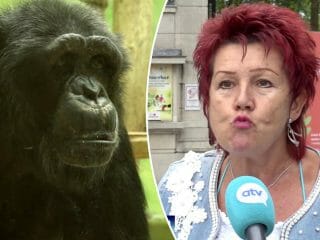 チンパンジーと恋愛関係にあった女、動物園から出禁をくらう！ “有害”指定された女性とは？
