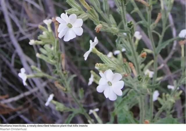 殺しまくる新種のキラー植物が発見される! 目的無く無差別に生き物を殺しまくる… ヤバすぎる正体発覚!の画像1