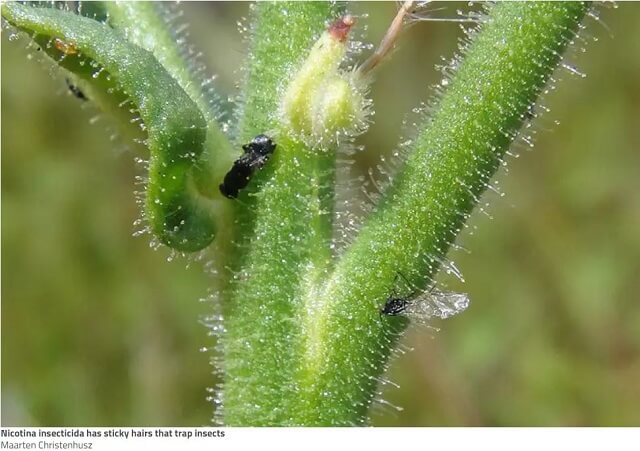 殺しまくる新種のキラー植物が発見される! 目的無く無差別に生き物を殺しまくる… ヤバすぎる正体発覚!の画像2
