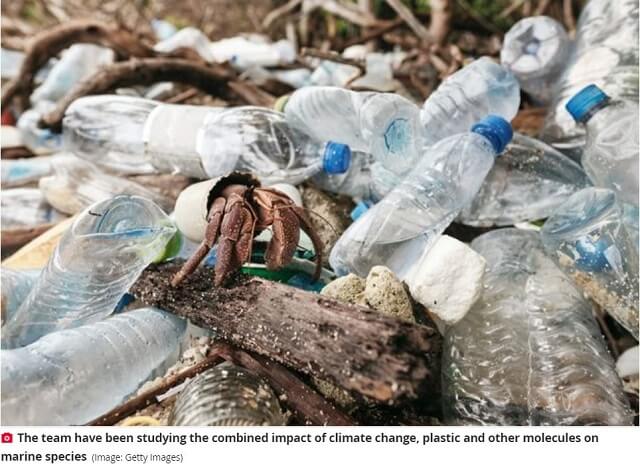 ヤドカリが超淫乱に変貌していると判明! とめどない性的興奮でハァハァ… 海中プラスチックごみの化学物質が原因か!?の画像1