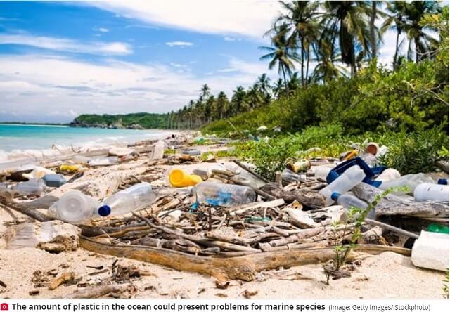 ヤドカリが超淫乱に変貌していると判明! とめどない性的興奮でハァハァ… 海中プラスチックごみの化学物質が原因か!?の画像4