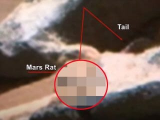 【衝撃】火星に生息するネズミをNASA最新鋭探査機が激撮!! 画期的成果が続々、やはり火星には生命がいる！