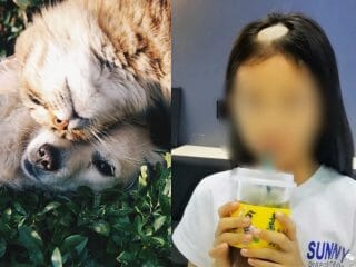 ペットの猫を毎晩抱いて寝ていた6歳女児が「カッパヘア」に！中国で流行するヤバすぎる感染症