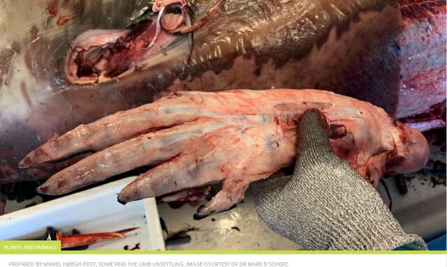 「クジラの手」の解剖写真が想像以上にホラーだった! 5000万年の進化の秘密を物語る壮絶ビジュアルの画像1