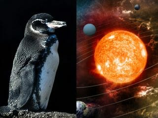 【ガチ】「ペンギンは金星人だった」最新研究で発覚！ 糞から”金星の物質”、ペンギン＝宇宙人で確定!?