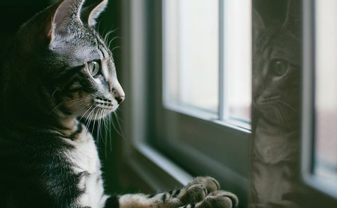 「世界中の飼い猫が命の危機にある」恐ろしい原因とは!? 予期せぬ症状が次々… 獣医が緊急警告！の画像1