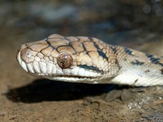 ヘビが14歳少年を噛み、少年が噛み返し、相討ちで両者死亡！ インドで相次ぐ毒蛇と人間のデスマッチ