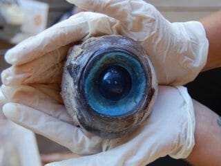 海底で発見された奇妙なもの8選！ 巨大眼球、大量死体、失われた村まで…！