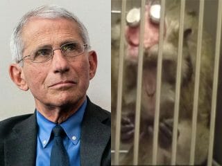【重要】「猿の脳に有毒物質を注入」実験も…米コロナ対策トップ40年以上の動物虐待が暴露される