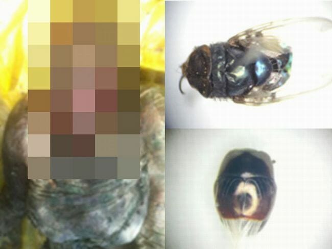 【閲覧注意】死体に群がるウジ虫が語る真実とは!? 学術論文掲載のヤバい法医昆虫学の5事例の画像1