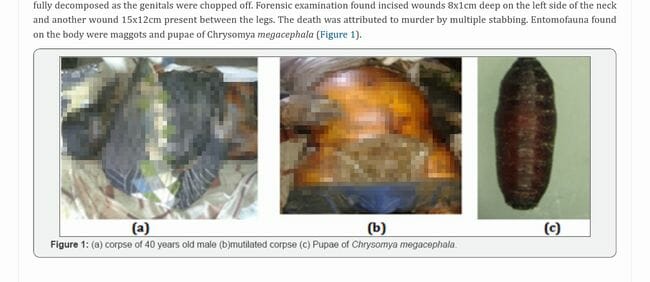 【閲覧注意】死体に群がるウジ虫が語る真実とは!? 学術論文掲載のヤバい法医昆虫学の5事例の画像2
