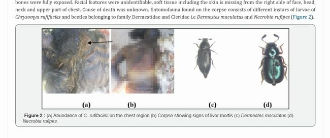 【閲覧注意】死体に群がるウジ虫が語る真実とは!? 学術論文掲載のヤバい法医昆虫学の5事例の画像3