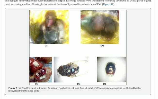 【閲覧注意】死体に群がるウジ虫が語る真実とは!? 学術論文掲載のヤバい法医昆虫学の5事例の画像4