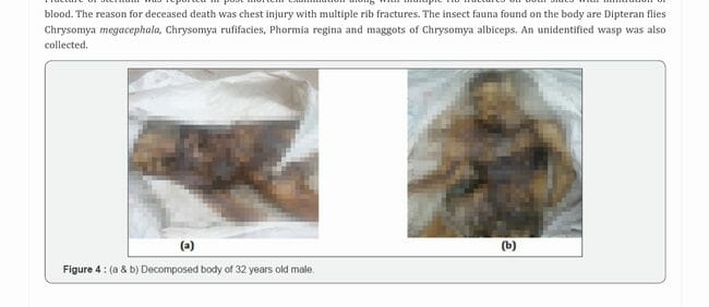 【閲覧注意】死体に群がるウジ虫が語る真実とは!? 学術論文掲載のヤバい法医昆虫学の5事例の画像5