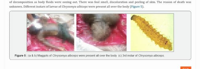 【閲覧注意】死体に群がるウジ虫が語る真実とは!? 学術論文掲載のヤバい法医昆虫学の5事例の画像6