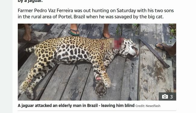 ジャガーに襲撃され失明した男の息子、マチェーテで父親の敵討ち! 世界で相次ぐ猛獣VS人間の壮絶死闘!の画像3