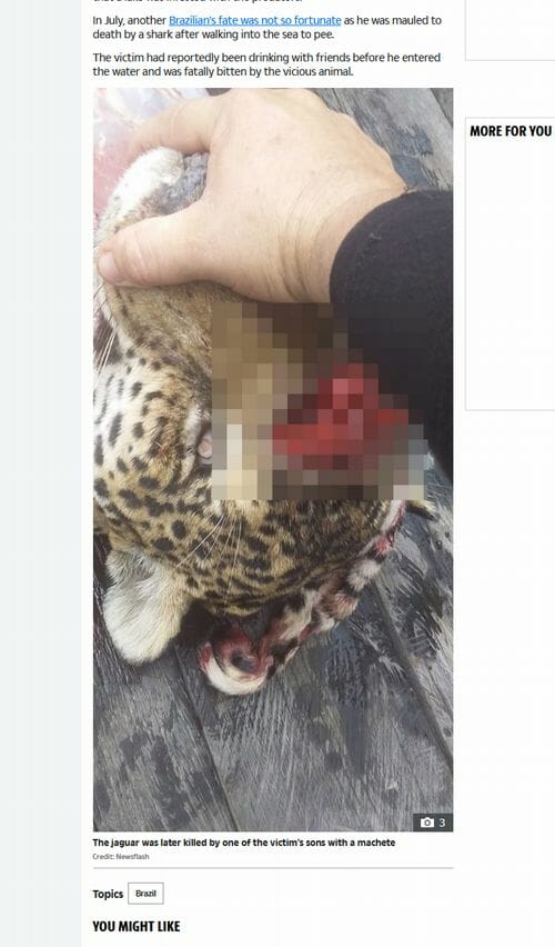 ジャガーに襲撃され失明した男の息子、マチェーテで父親の敵討ち! 世界で相次ぐ猛獣VS人間の壮絶死闘!の画像4