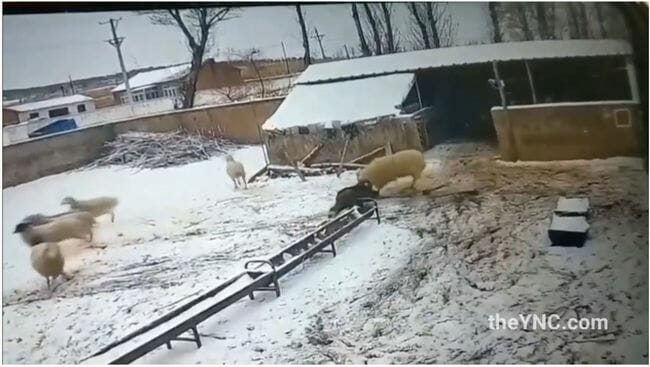ブチギレた羊に本気で殺されかける老人! 完全に制御不能、凶暴すぎる本性露呈=中国の画像3