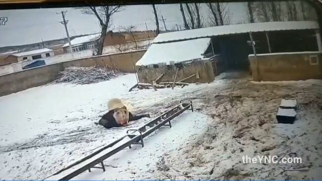 ブチギレた羊に本気で殺されかける老人! 完全に制御不能、凶暴すぎる本性露呈=中国の画像4