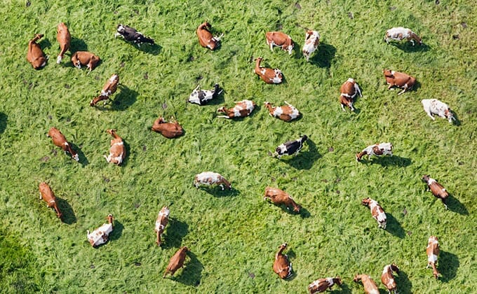 リュウグウノツカイと地震の関係は本当か? 地震と関連付けられる理由を解説の画像4