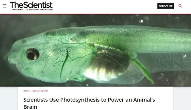 光を当てれば無呼吸でも死なない生物爆誕! 血が緑色に… 「光合成人間」実現へ前進(最新研究)の画像1