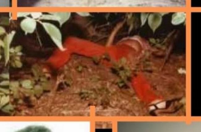 【閲覧注意】惨殺しまくり、自ら通報を繰り返した「涙声の殺人鬼」!! 神も救えなかったシリアルキラーの画像3