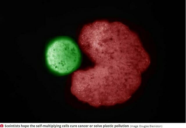 世界初・生殖する生きたロボット「ゼノボット」がヤバい! がんや汚染も食べて解決、暴走の可能性は!?の画像1