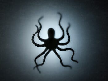 「タコやイカの正体はエイリアン」最新科学が示唆! 卵が彗星に付着か(最速ニュース)の画像1