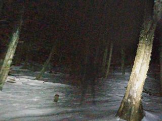 カナダの森で撮影された「シャドーピープル」が超ヤバい！ 海外メディアも震えた恐怖画像