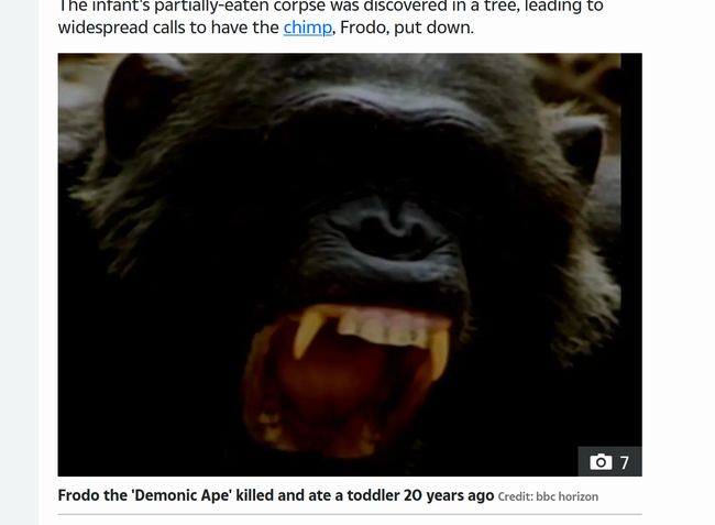 人喰いチンパンジー「フロド」が人間の赤ん坊を惨殺した恐怖事件！ 正真正銘の悪魔だった猿の一生とは!?の画像1