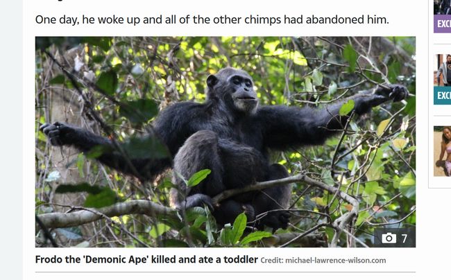 人喰いチンパンジー「フロド」が人間の赤ん坊を惨殺した恐怖事件！ 正真正銘の悪魔だった猿の一生とは!?の画像5