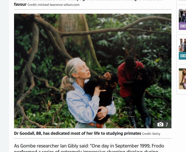 人喰いチンパンジー「フロド」が人間の赤ん坊を惨殺した恐怖事件! 正真正銘の悪魔だった猿の一生とは!?の画像2