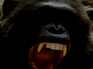 人喰いチンパンジー「フロド」が人間の赤ん坊を惨殺した恐怖事件！ “正真正銘の悪魔”だった猿の一生とは!?