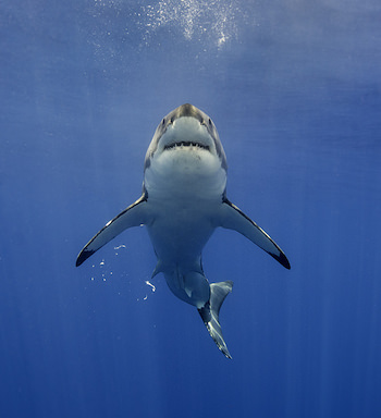 バミューダトライアングルはサメも避ける海域だった！ 遊泳ルート追跡で新事実発覚、深まる謎の画像1
